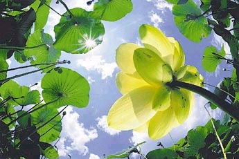 lotus van onder